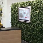 Жива стіна з рослин- корисні якості